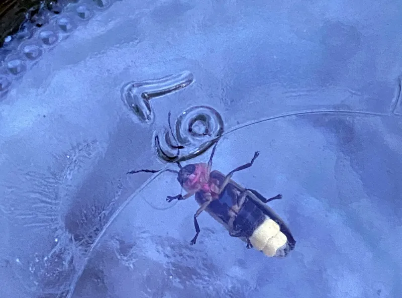 Lightning bugs: Less yardwork may reverse their decline