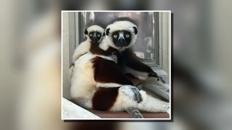 Duke Lemur Center welcomes critically endangered Coquerel's sifaka infant