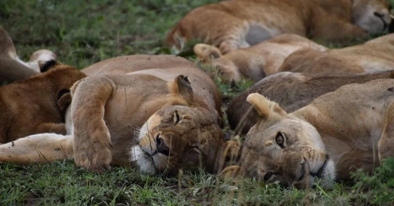 Reimagine the traditional African safari