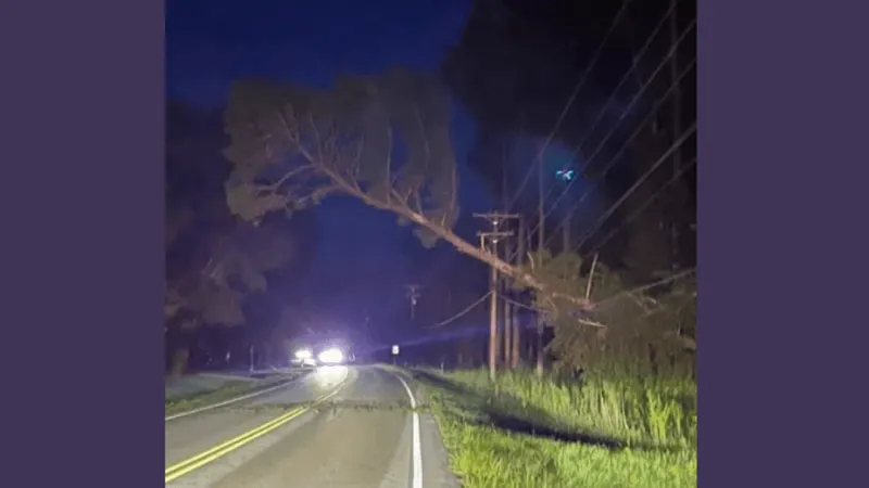 Power restored after tree downed lines along Broad Creek Road, Tideland Electric says