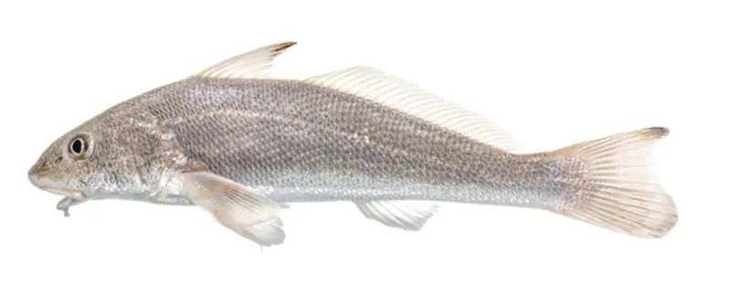 Kingfishes management plan scoping period to open Sept. 1