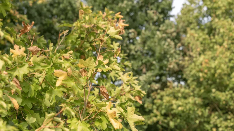 Drought Stress in Trees: What to Expect and What to Do