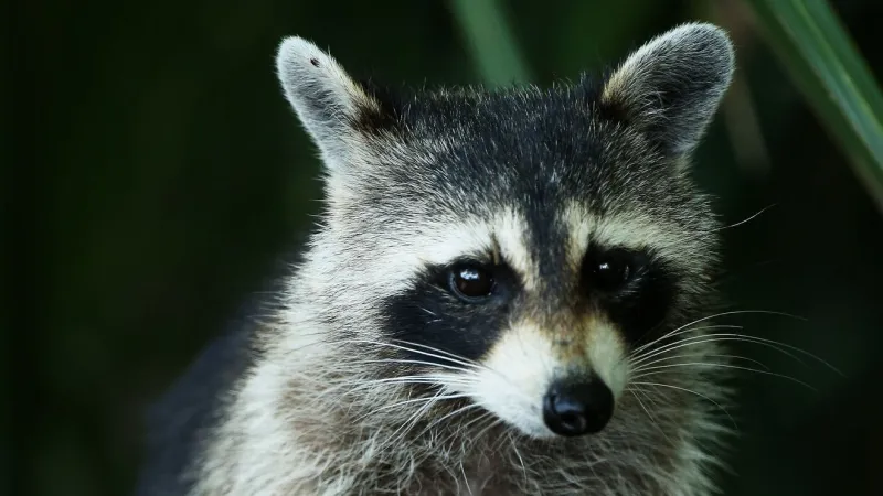 Rabid raccoon found near Beaufort Road in Pollocksville, health officials warn