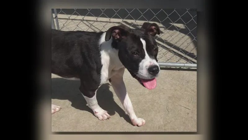 Steven the Staffy mix goes from flea-bitten to fit, now ready for adoption