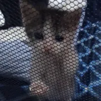 Lost Cat, Dark Grey and White Kitten in Robbins