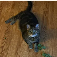 Lost Cat, Gray Tabby Cat in Whispering Pines