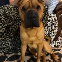 Lost Dog, Shar Pei in West End