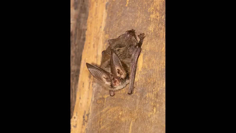 State Parks, Museum of Natural Sciences to Host 'Bat Blitz' Species Survey
