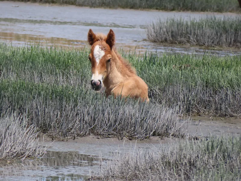 Five barrier islands find five ways to keep herds wild, healthy