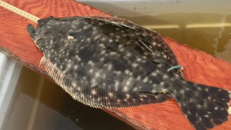N.C. seeks flounder carcasses during two-week season