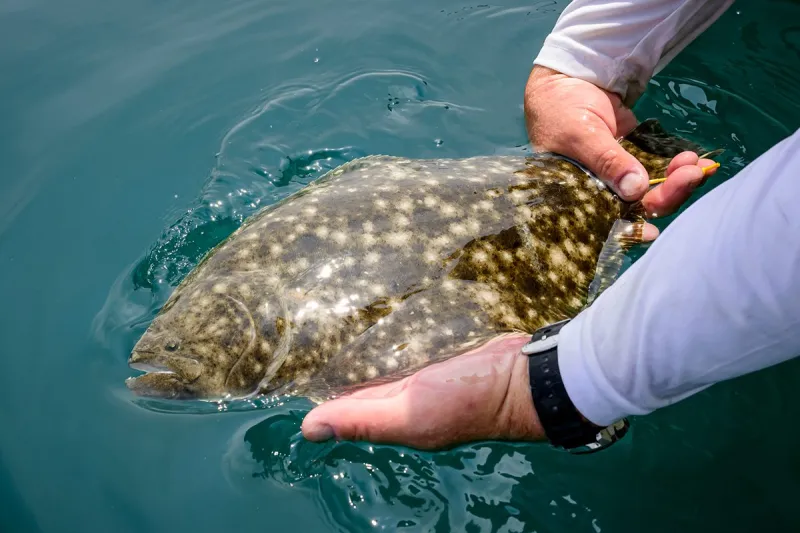 Anglers asked to donate flounder carcasses for research