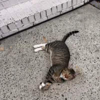 Lost Cat, Grey/Brown and White Tabby in Whispering Pines