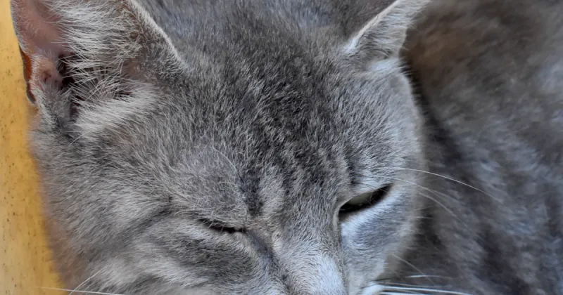 Pet of the Week: Patagonia
