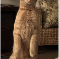 Lost Cat, Orange Tabby in Pinehurst (National area)