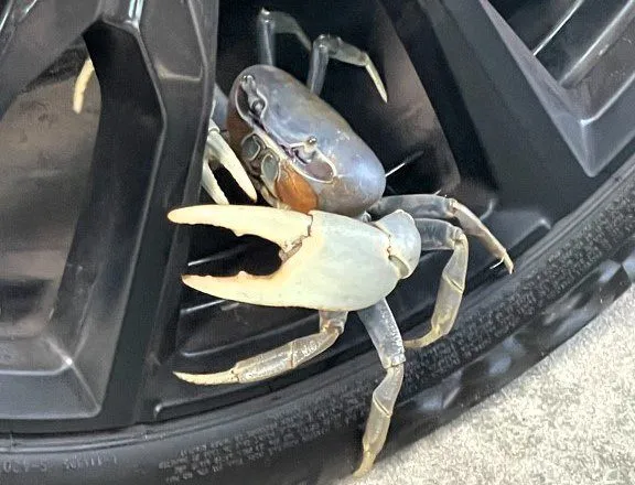 Report blue land crab sightings to help biologists understand breadth
