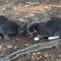 Found Cats, Two cats (one all grey, and one grey and white) in Southern Pines (Weymouth Center)