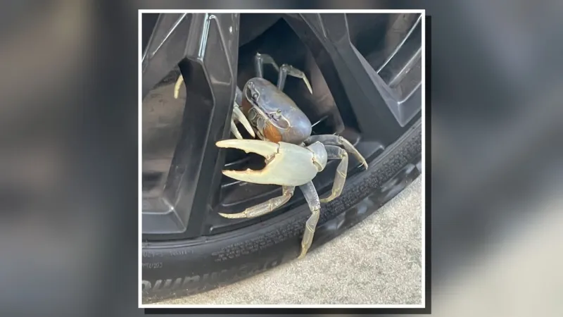 State asks for help tracking unusual blue land crabs