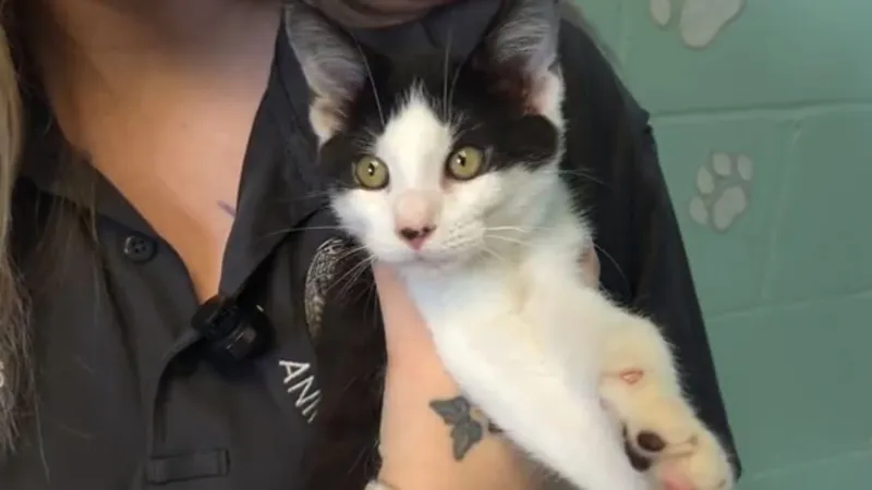 Ender's the last tuxedo of the litter, and Havelock shelter hopes you'll take the bow