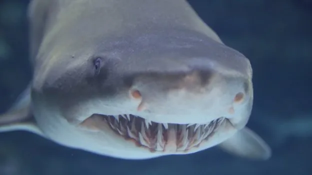 NC Aquarium Society Hosts Shark Event to Raise Awareness and Funds