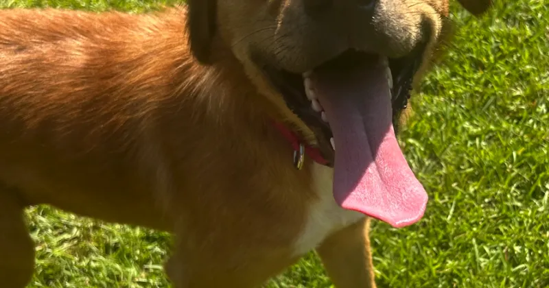 Found Dog, Golden Retriever Mix in Carthage