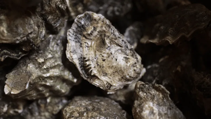 Shellfish harvest closures take effect in parts of Onslow and Pamlico counties