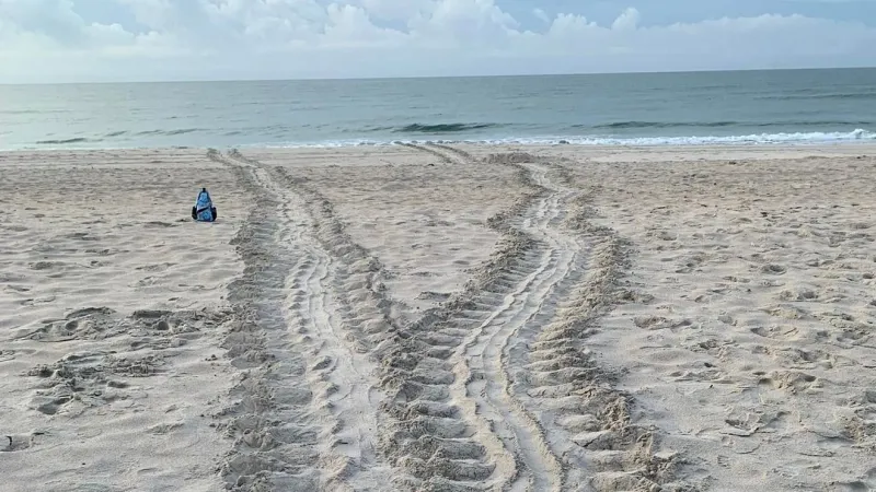 Sea turtle returns to Topsail Island, lays third nest as morning walk season ends