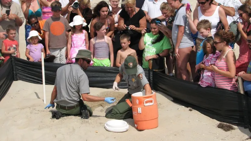 Public invited to watch scientists inventory loggerhead nest after hatching at Ocracoke