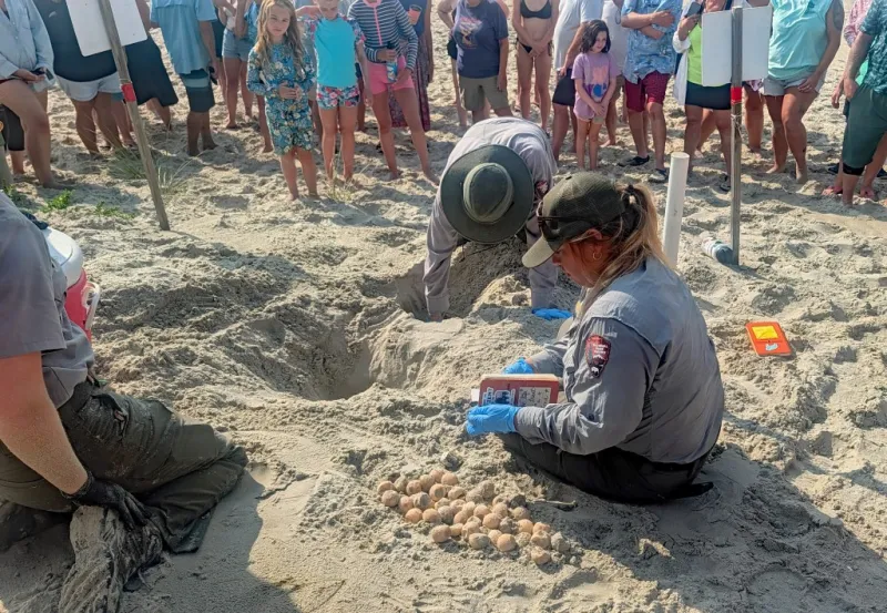 Sea turtle nest excavation Wednesday at Ocracoke's pony pasture beach