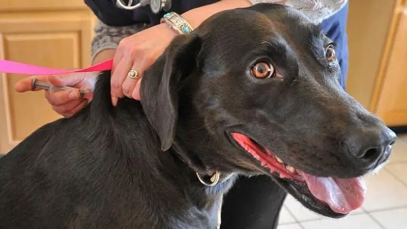 Pitt County Animal Services offers $15 rabies shots for cats and dogs by appointment