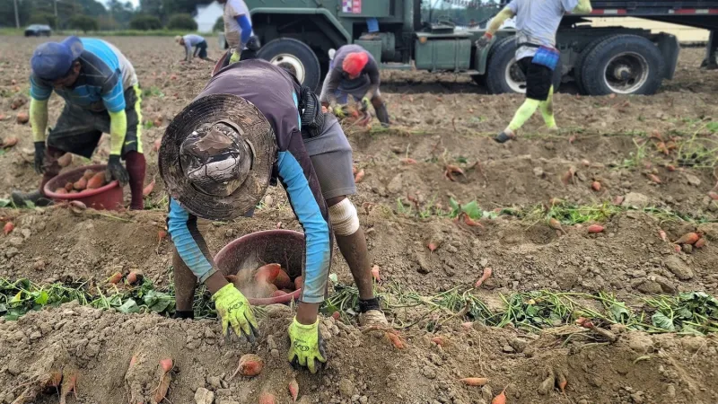 Policy and Automation Are Key Solutions to Ag Labor Shortages