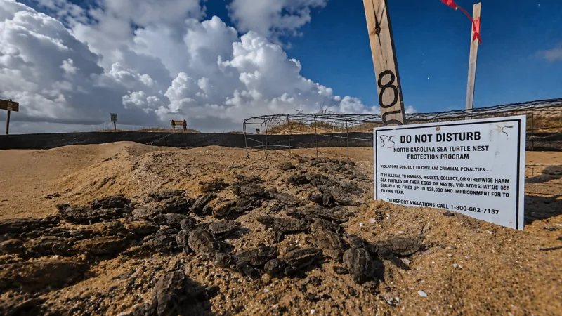 Dozens of loggerhead hatchlings surge to sea during Fort Fisher nest "boil"
