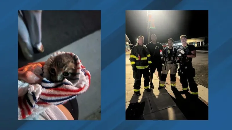 From drain to domain: rescued Jacksonville kitten finds a forever home on the spot