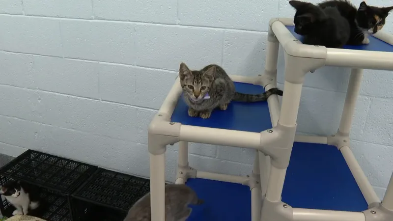 Pitt County Animal Services to hold Sept. 19 adoption event with half-price cat fees
