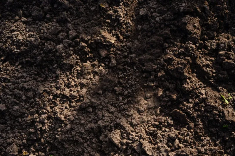 Study Shows Microbes -- Dead or Alive -- Can Be Early Measures of Soil Health