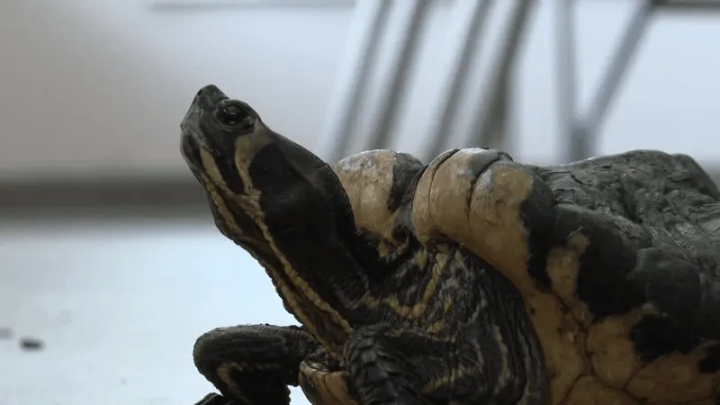 Amazing America 250: Newport wildlife shelter gives injured animals a second chance