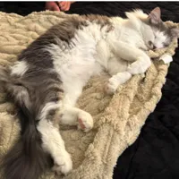 Lost Cat, Gray and White Cat in Southern Pines