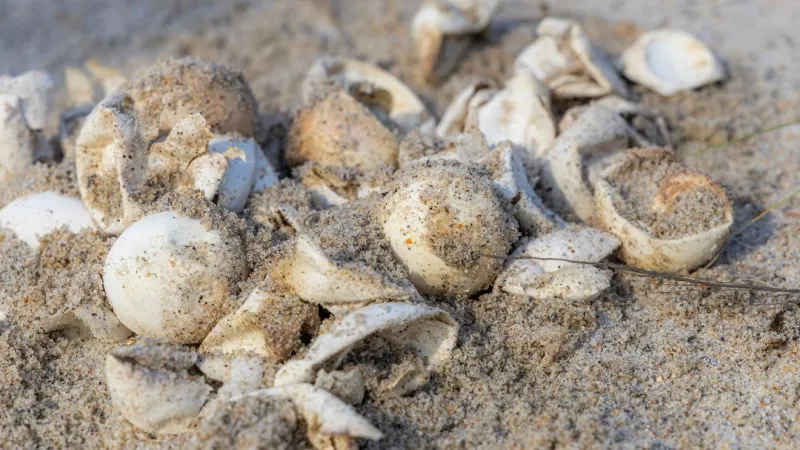 State parks wait three days before checking nests for trapped turtle hatchlings
