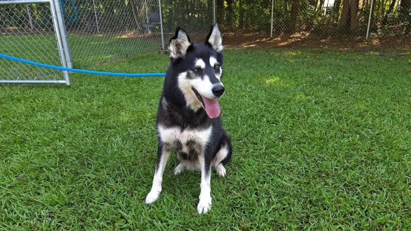 Beaufort County shelter seeks a new leash on life for Shadow, 10-year-old husky