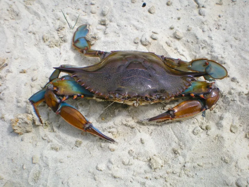 DMF releases annual review of state-managed coastal species