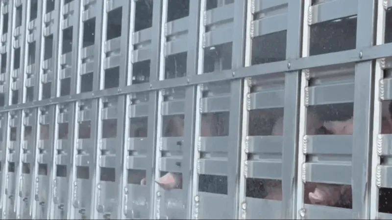 More than 400 pigs kept cool after tractor-trailer breaks down in Craven County