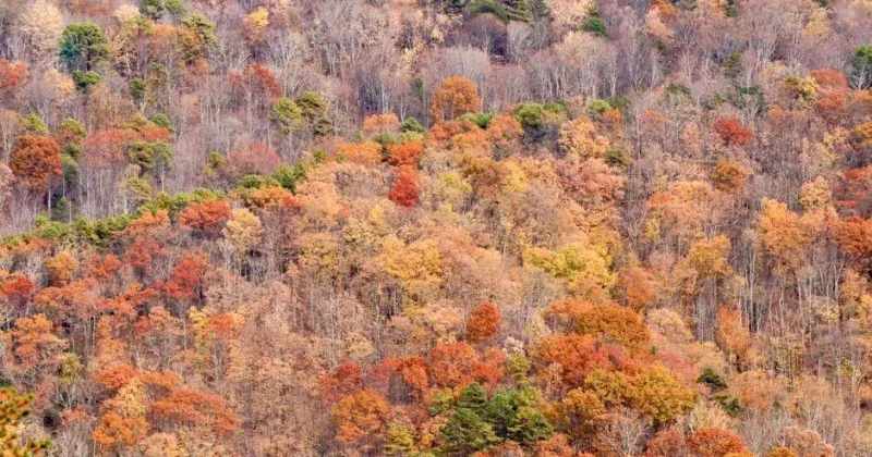Fall leaf show will vary in NC regions
