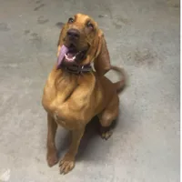Lost Dog, Golden Brown Bloodhound in Pinebluff