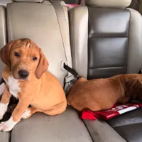 Found Dogs, Two Brown and White Hound Mix Puppies