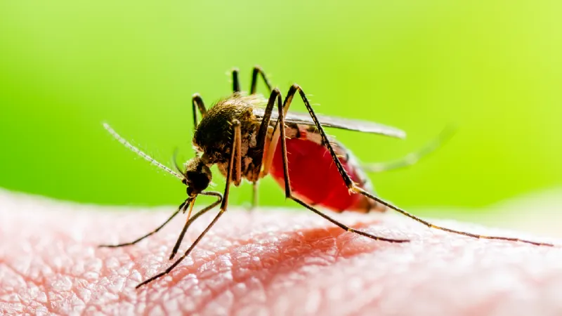 Mecklenburg Public Health responds to West Nile Virus cases, anticipates more