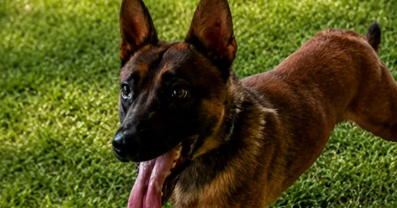 K-9 Nitro joins Davidson Police Department and partner Cpl. Brad Couturier