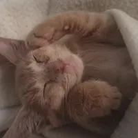 Lost Cat, Buff Orange/Blonde Tabby in Vass