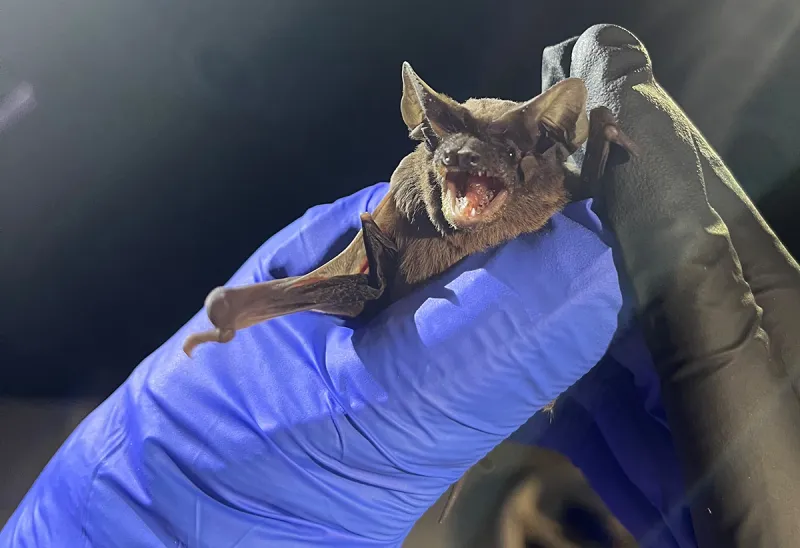Bat Blitz gathers data on state's mysterious winged mammals