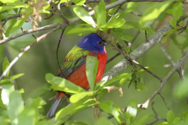 Cape Fear Bird Observatory to demonstrate birdbanding