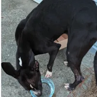 Found Dog, Mostly Black Boxer Mix in Carthage