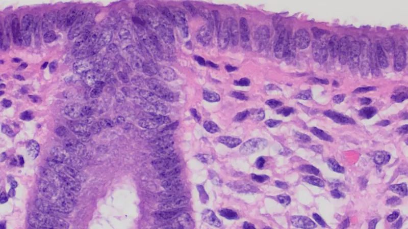 NC State Researchers Receive Federal Funding to Decode Key Uterine Function in Early Pregnancy